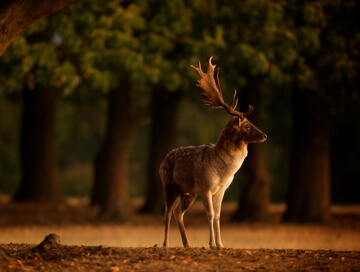 Fallow deer