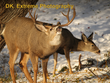 Mule deer