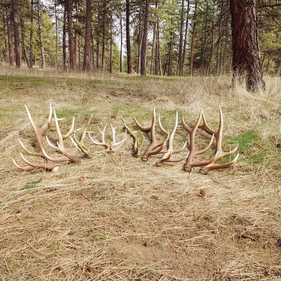 Hunting accommodation