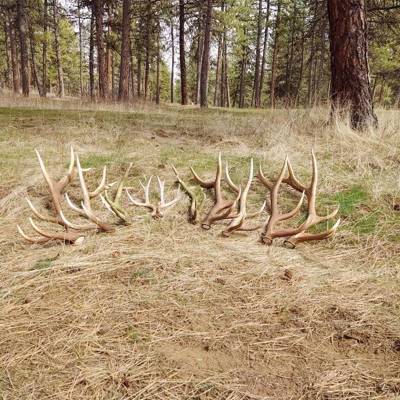 Hunting accommodation