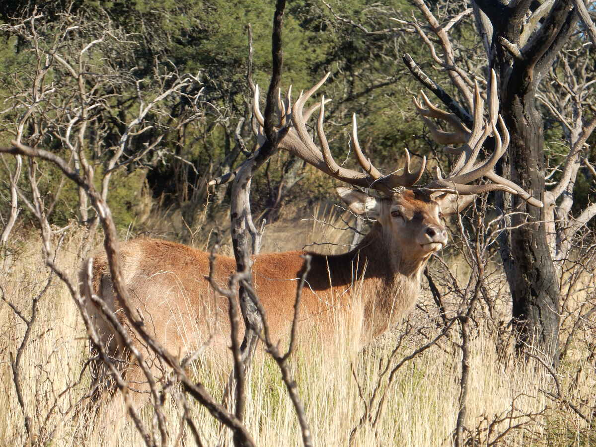 Hunting accommodation
