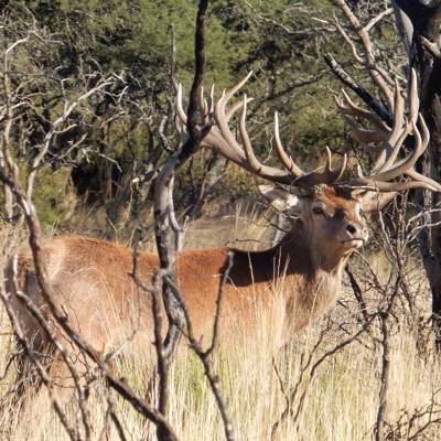 Hunting accommodation