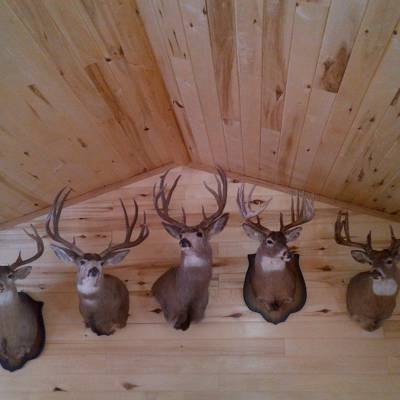 Hunting accommodation