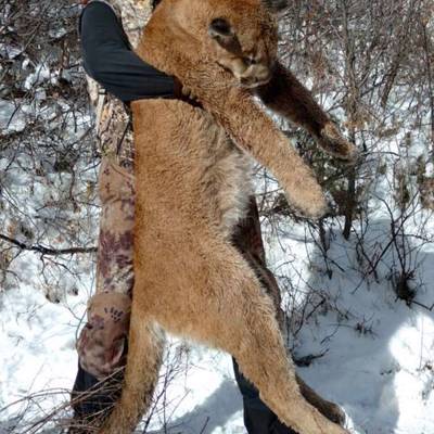 Hunting accommodation