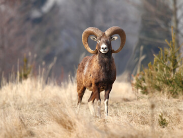 Mouflon