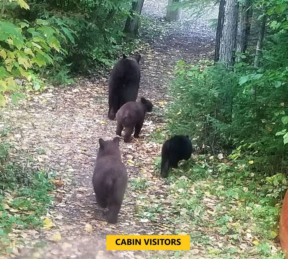 Hunting accommodation