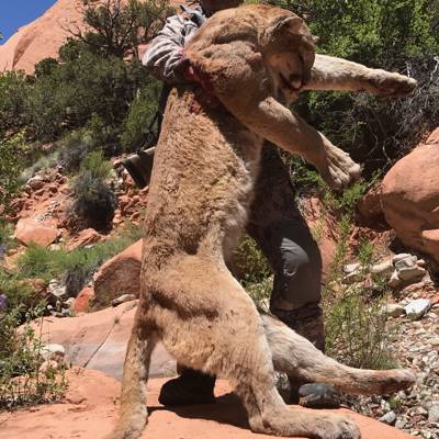 Hunting accommodation