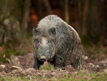 Wild boar