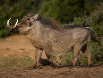 Warthog