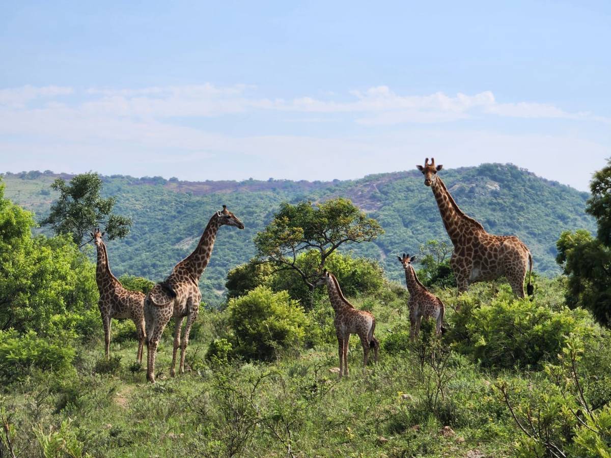 Hunting accommodation