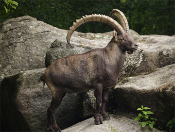 Ibex
