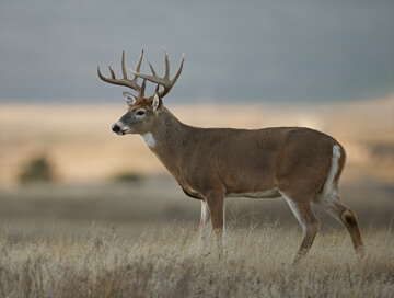 White-tailed deer